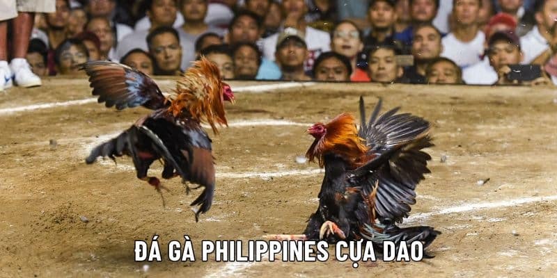 Một số hình thức đá gà Philippines 