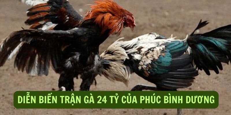 Diễn biến của trận đá gà 24 tỷ