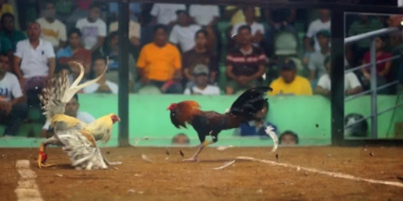 Khái quát đá gà cựa dao